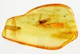 Detailed Fossil Fungus Gnat (Mycetophilidae) In Baltic Amber #335759-1